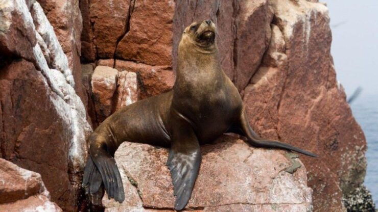 From Paracas Excursion to the Ballestas Islands 3 Hours - Activity Details