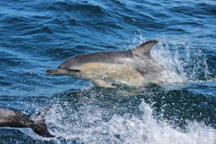 From Paracas: Guided Boat Tour to the Ballestas Islands - What to Bring