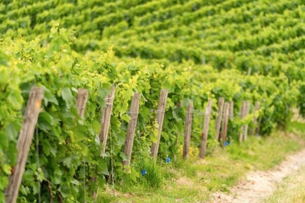 From Paris: Day Trip to Champagne With 8 Tastings & Lunch - Customer Reviews