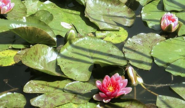 From Paris: Day Trip to Giverny & Versailles With Lunch - Common Questions