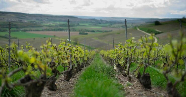 From Paris: Not Your Average Champagne Tour - Key Points