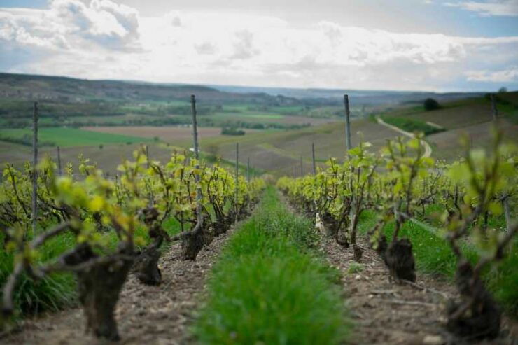 From Paris: Not Your Average Champagne Tour - Itinerary Highlights