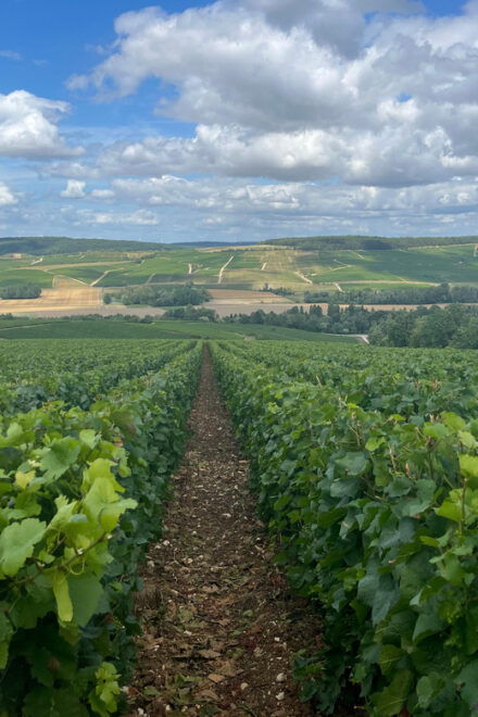 From Paris : Private Tour in Champagnes Hidden Gem - Scenic Stops Along the Way