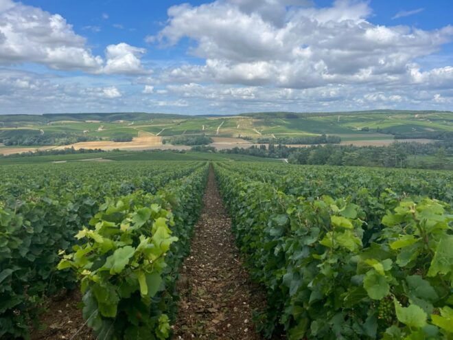 From Paris : Private Tour in Champagnes Hidden Gem - Tips for Booking Your Tour