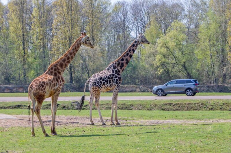 From Paris: Thoiry Park Safari and Castle Tour - Highlights of the Safari Experience