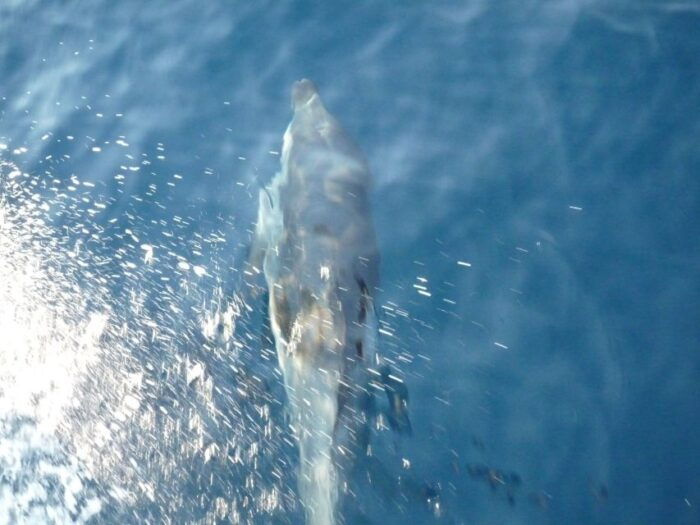 From Paros: Private Sailing Cruise with Lunch and Snorkeling - FAQs  