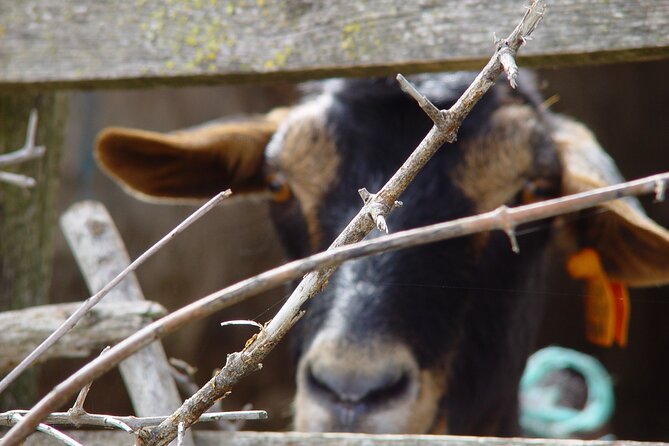 From Pasture to Plate: Immersive Goat Cheese Production - Good To Know