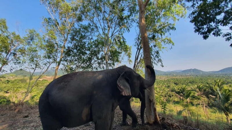 From Pattaya: Living Green Elephant Sanctuary Day Trip - The Experience: A Deep Dive into What You’ll Actually Do