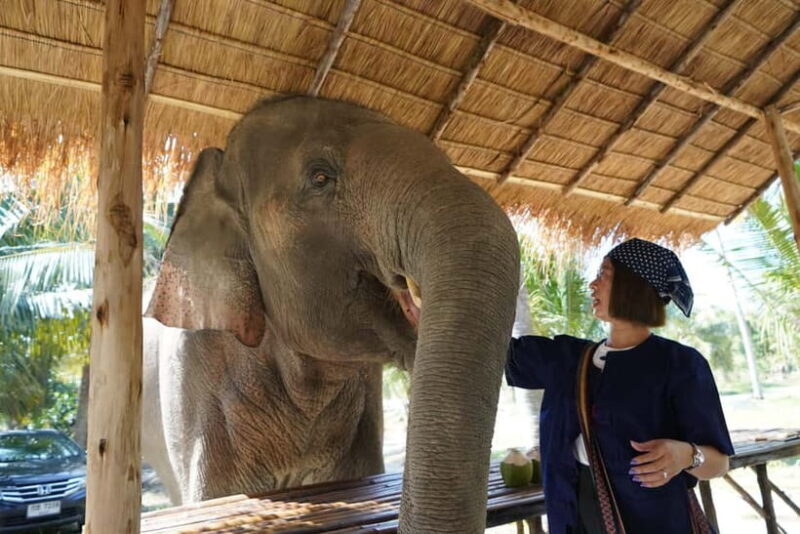 From Pattaya: Living Green Elephant Sanctuary Day Trip - Practical Details: What You Need to Know