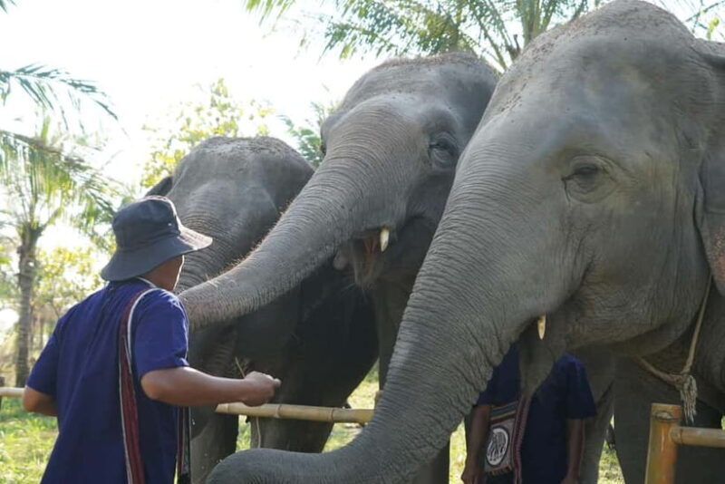 From Pattaya: Living Green Elephant Sanctuary Day Trip - Authentic Experiences and Review Insights