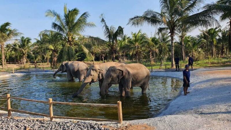 From Pattaya: Living Green Elephant Sanctuary Day Trip - Who Will Love This Tour?