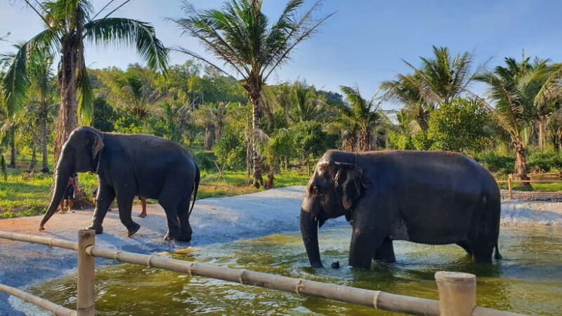 From Pattaya: Living Green Elephant Sanctuary Day Trip - The Sum Up: Is It Worth It?