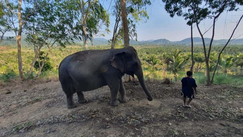 From Pattaya: Living Green Elephant Sanctuary Day Trip - FAQ