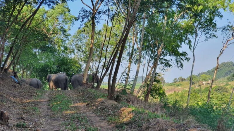 From Pattaya: Living Green Elephant Sanctuary Day Trip - Practical Tips for Your Visit