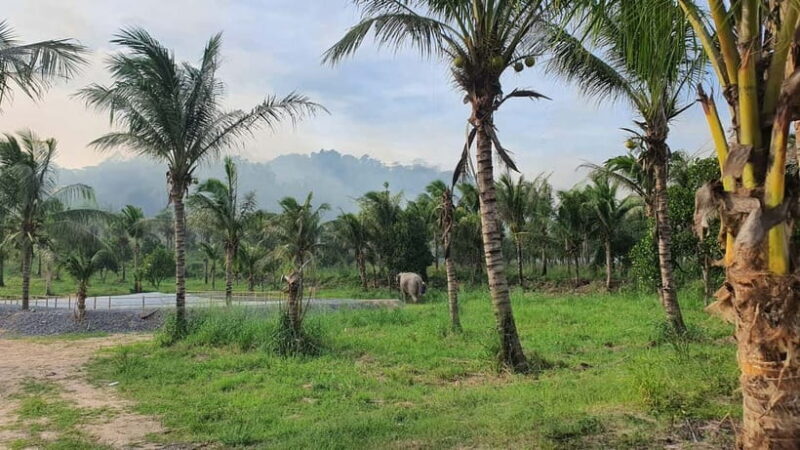 From Pattaya: Living Green Elephant Sanctuary Day Trip - The Ideal Tour for