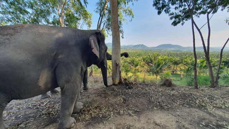 From Pattaya: Living Green Elephant Sanctuary Day Trip - Final Thoughts