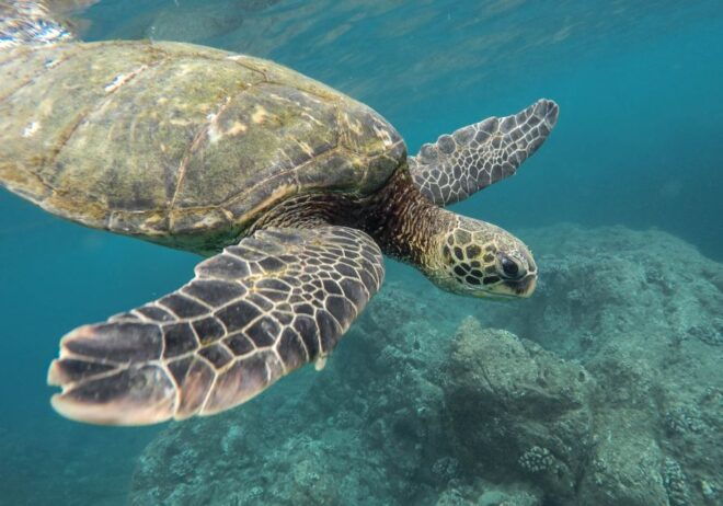 From Pattaya: Snorkeling or Beginner Scuba Diving Tour - Lunch Break and Relaxation