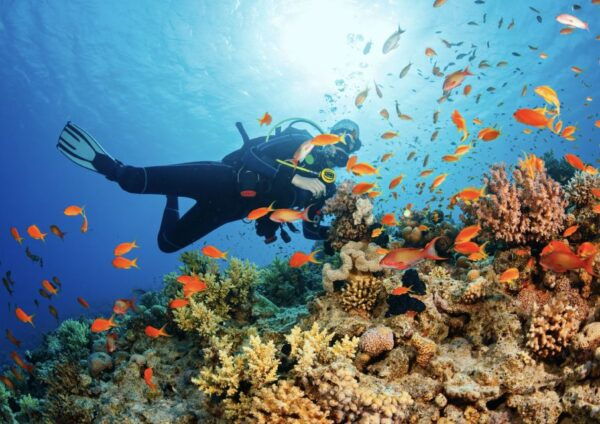 From Pattaya: Snorkeling or Beginner Scuba Diving Tour - Location and Product Details