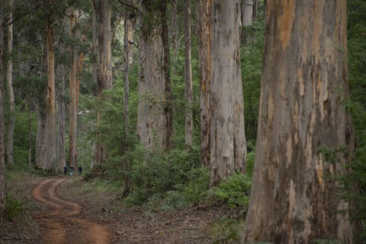 From Pemberton: Half-Day Beach and Forest Eco Adventure - Tour Duration and Inclusions
