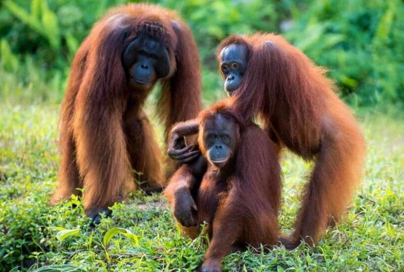 From Penang: Inspiring Ipoh Private Day Tour - Authentic Reviews and Insights