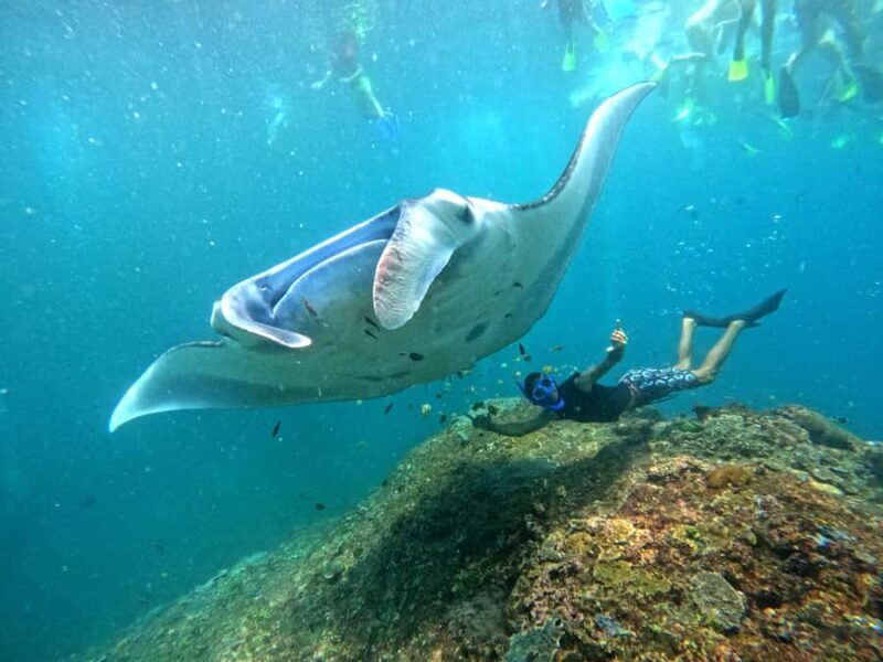 From Penida: Manta Snorkeling with Buffet Lunch and Kayaking - The Slight Drawbacks to Consider