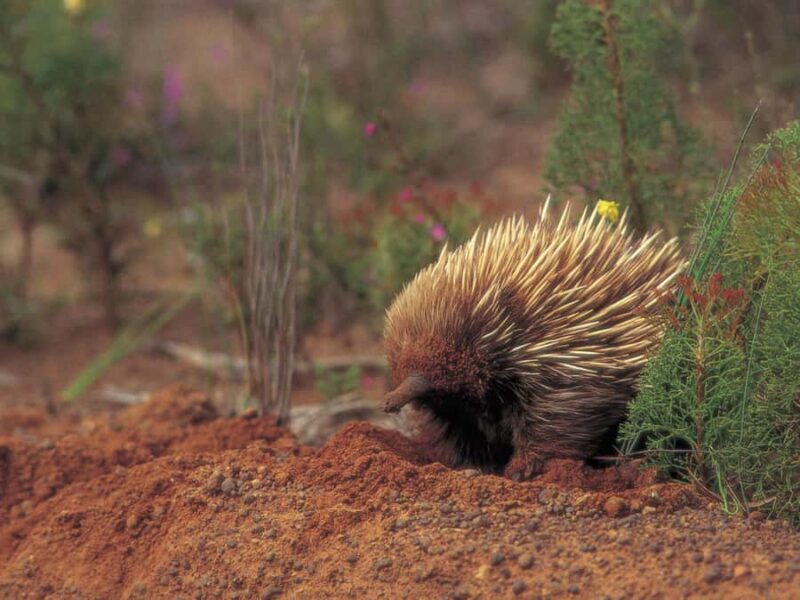 From Penneshaw: Kangaroo Island Wildlife Encounter - Good To Know