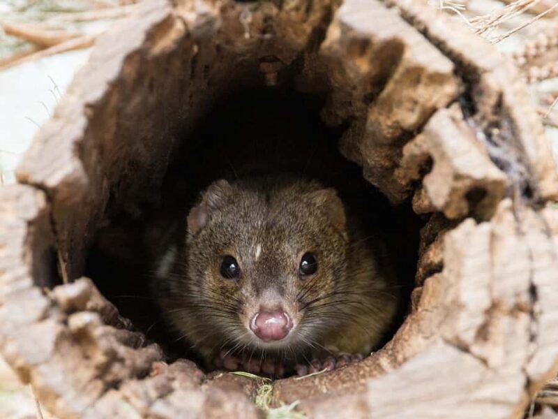 From Penneshaw: Kangaroo Island Wildlife Encounter - Final Thoughts