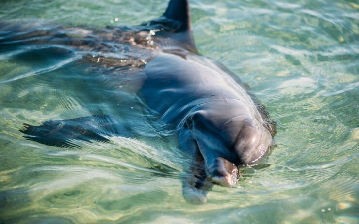From Perth: 4 Day Outback & Coastal Tour With German Guide - Tour Overview