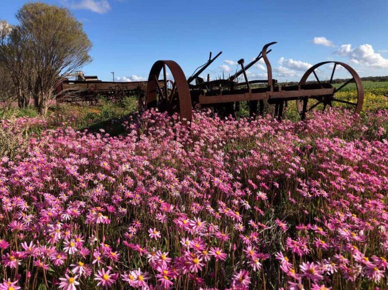From Perth: Full-Day Wildflower Discovery Tour - Exploring the Wildflower Hotspots