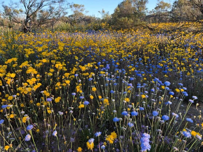 From Perth: Full-Day Wildflower Discovery Tour - The Lunch Experience and Photos