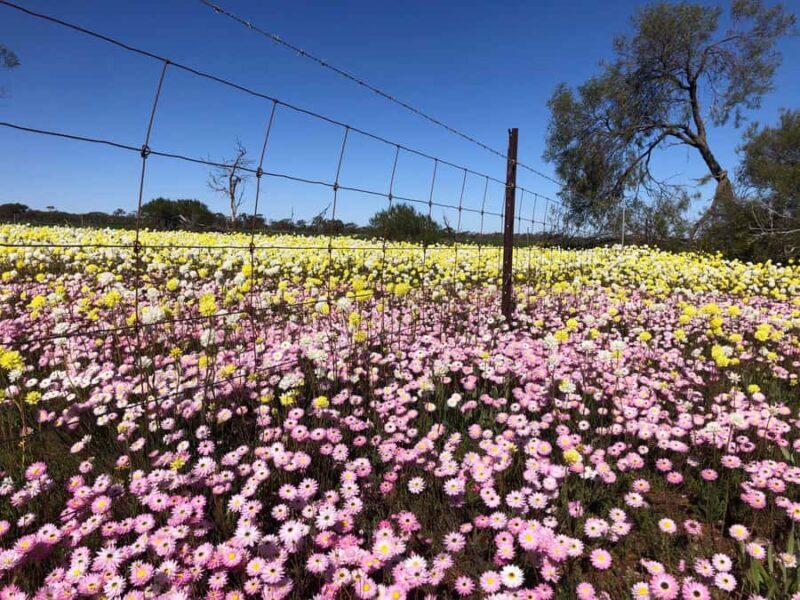 From Perth: Full-Day Wildflower Discovery Tour - Authenticity and Local Knowledge