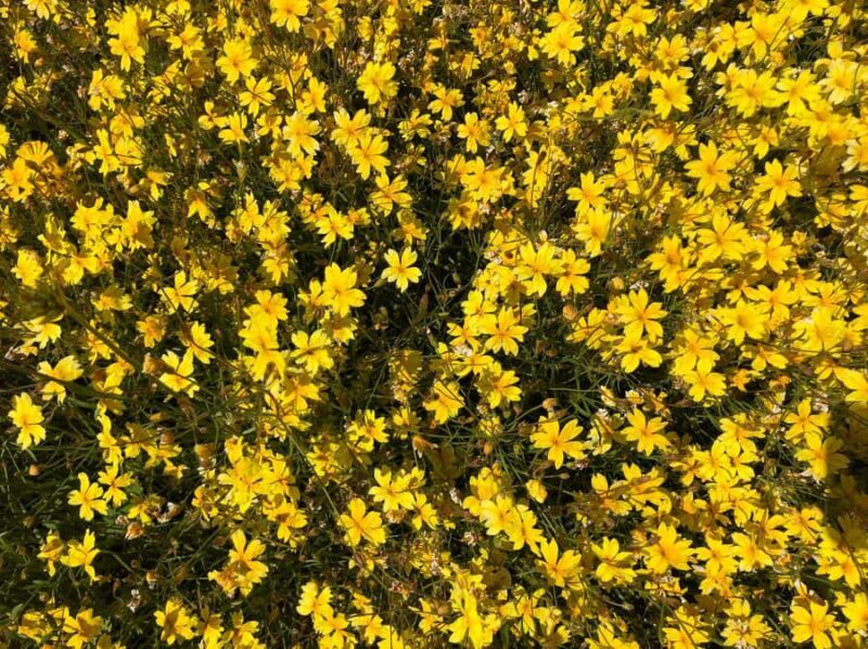 From Perth: Full-Day Wildflower Discovery Tour - Analyzing the Value