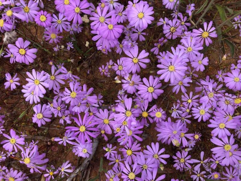 From Perth: Full-Day Wildflower Discovery Tour - Who Should Consider This Tour?