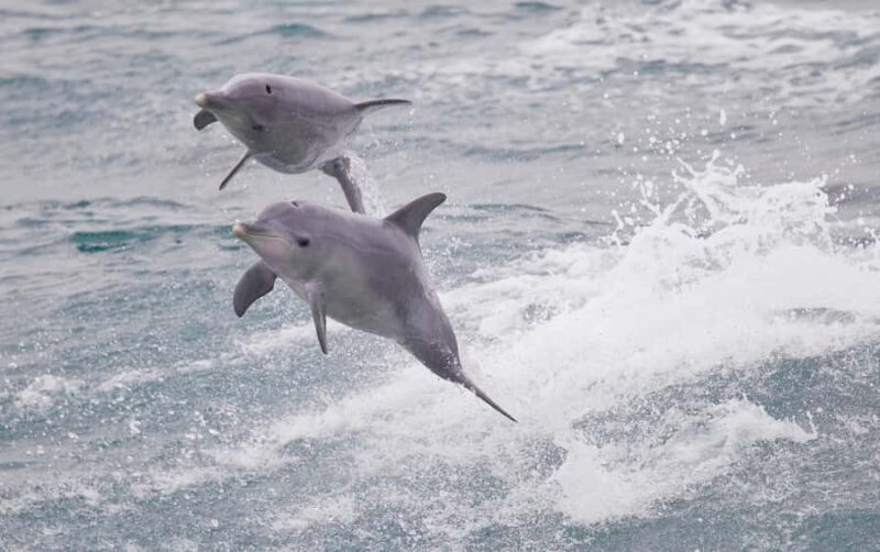 From Perth: Margaret River Wine Tour & Wildlife Cruise - Who Is This Tour For?