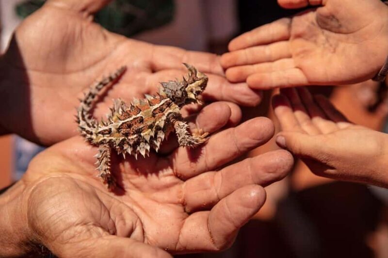 From Perth: Pinnacles Lobster Shack and Yanchep Day Trip - Authentic Experiences Highlighted by Travelers