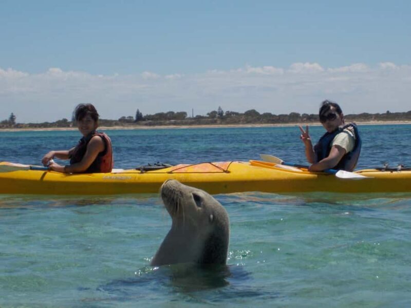 From Perth: Rockingham Seal & Penguin Islands Sea Kayak Tour - An In-Depth Look at the Tour