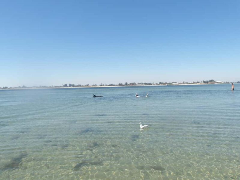 From Perth: Rockingham Seal & Penguin Islands Sea Kayak Tour - Assessing Value and Overall Experience