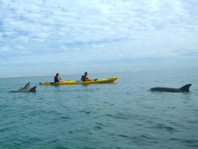 From Perth: Rockingham Seal & Penguin Islands Sea Kayak Tour - The Sum Up