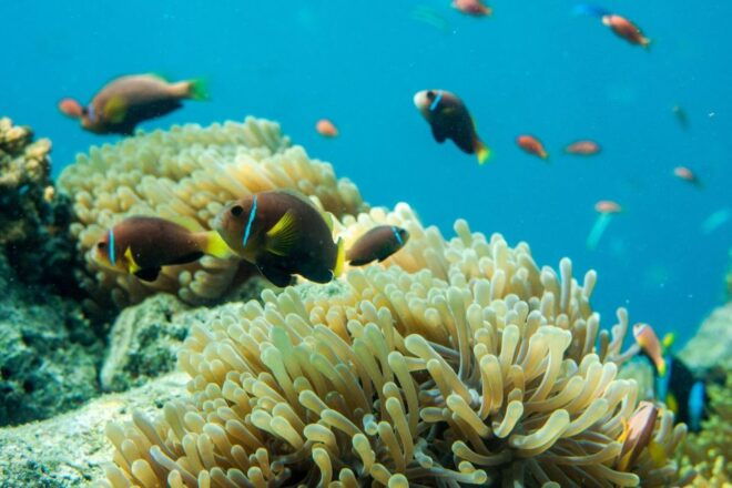 From Phi Phi: Beat The Crowds Island Hopping Day Trip - Additional Information