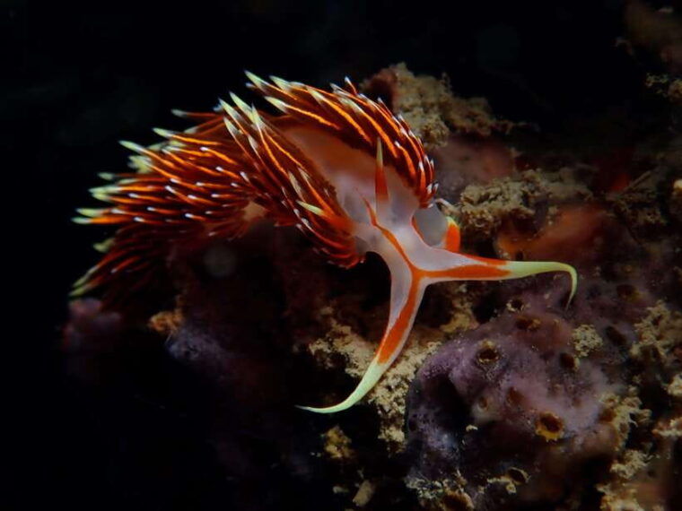 From Phi Phi: Beginner Scuba Diving Day Trip With 2 Dives - Safety and Regulations