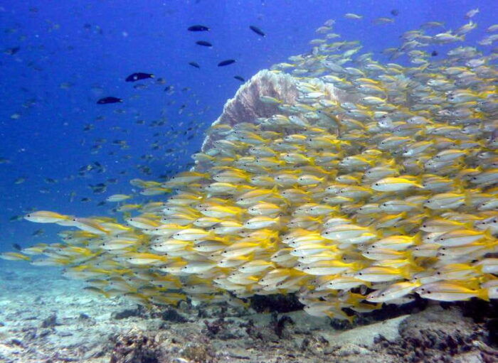 From Phi Phi: Beginner Scuba Diving Day Trip With 2 Dives - How to Book