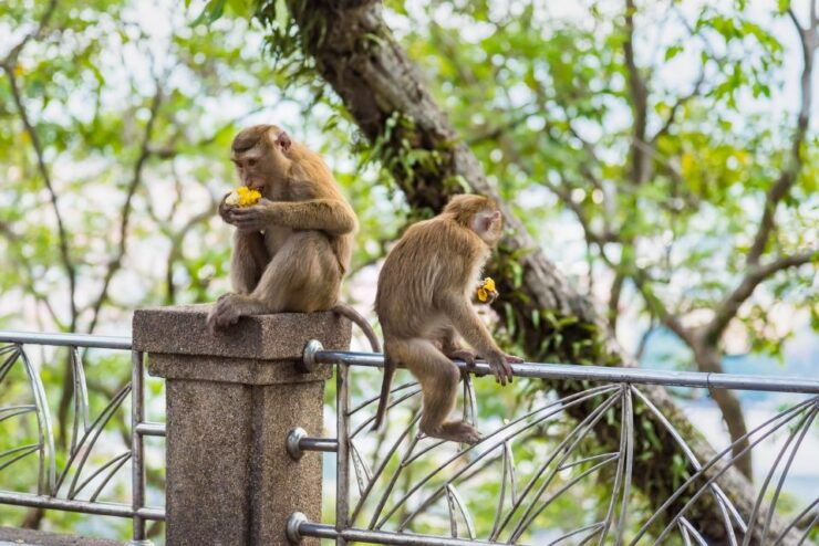 From Phi Phi: Day Tour Phuket With Transfers & Private Car - Tour Highlights