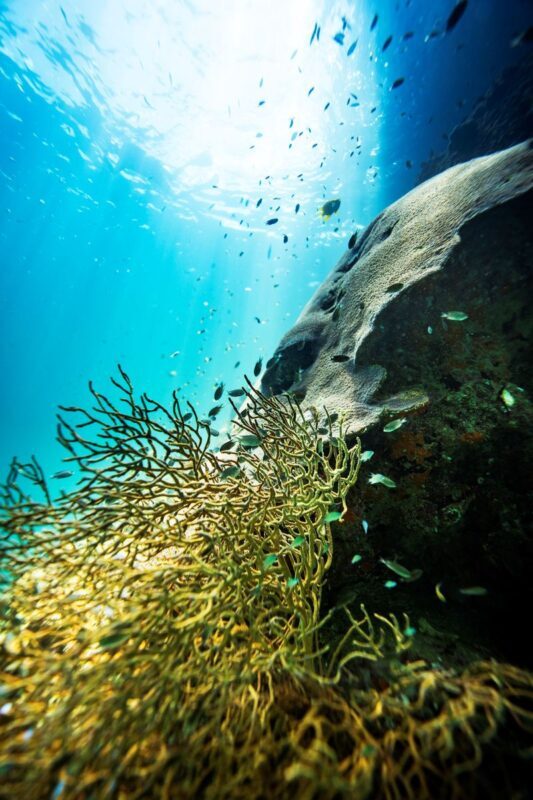 From Phi Phi: Discover Scuba Diving (2 Dives) - Two reef visits, with a lesson in between