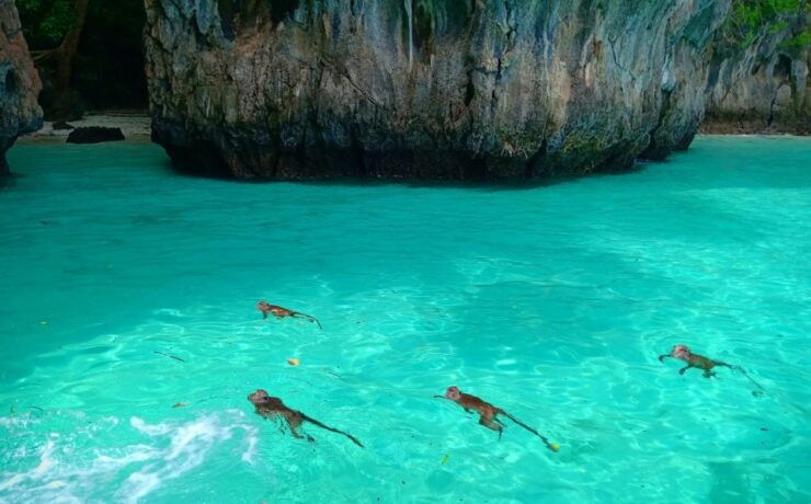 From Phi Phi Don: Sunrise and Avoid The Crowds by Speedboat - Activity Details