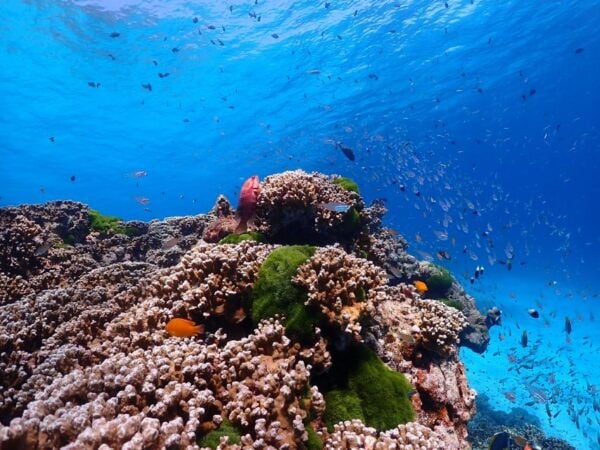 From Phi Phi: Full Day Snorkeling Trip by Longtail Boat - Common Questions