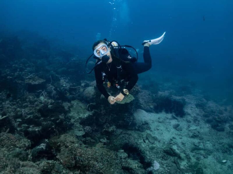 From Phi Phi: Half-Day Trip for Certified Divers (2 Dives) - The Sum Up: Why choose this experience?