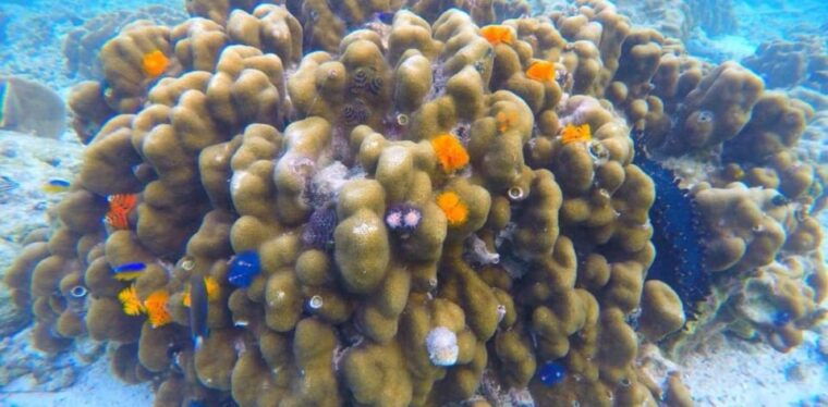 From Phi Phi Island :Half-day Tour by Longtail Boat - Important Information and Recommendations