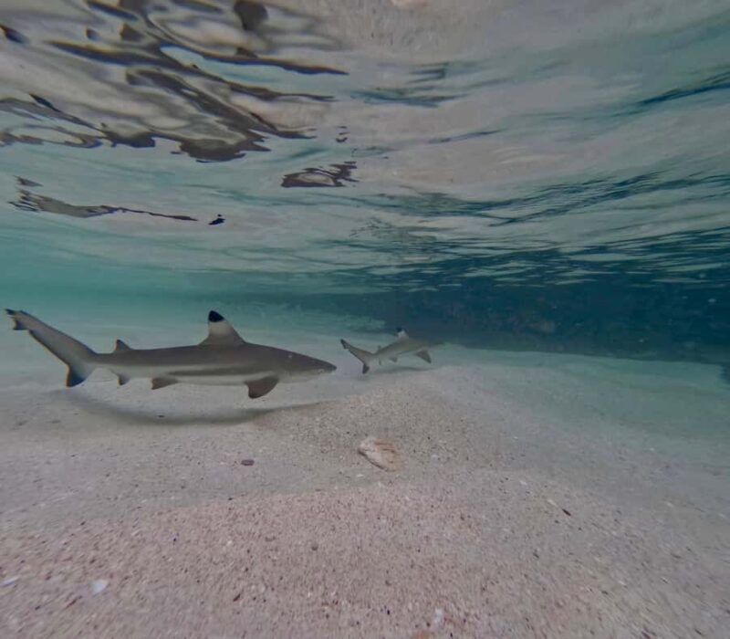 From Phi Phi Island: Maya Bay Sunset & Plankton by Speedboat - A Deep Dive into the Tour Experience