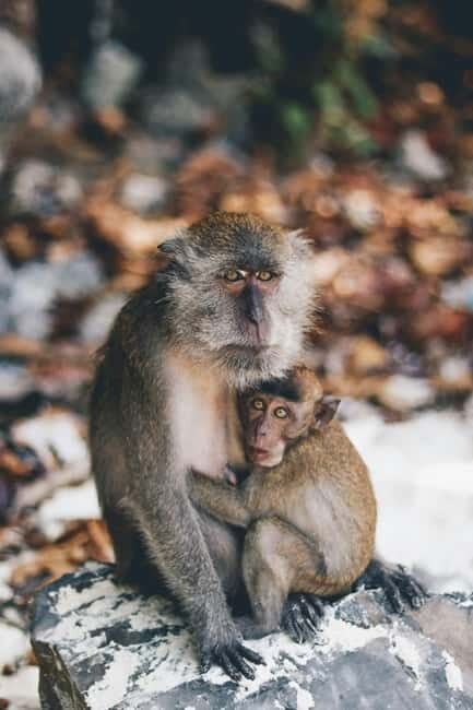 From Phi Phi: Maya Bay HalfDay Longtail Boat with Snorkeling - A Closer Look at the Itinerary