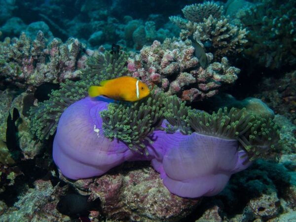 From Phi Phi: Sunset and Bioluminescent Plankton Boat Tour - The Sum Up